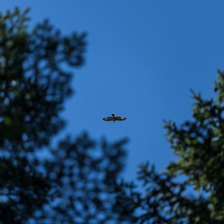 Chalet Anra Pohorje Zgornje Hoce Luaran gambar