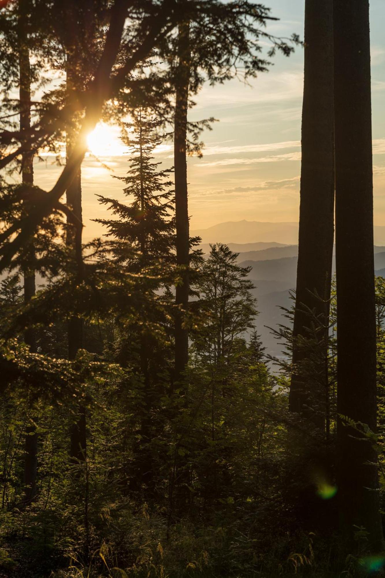 Chalet Anra Pohorje Zgornje Hoce Luaran gambar